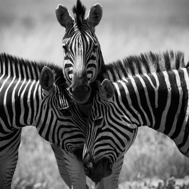 Zebras in Africa