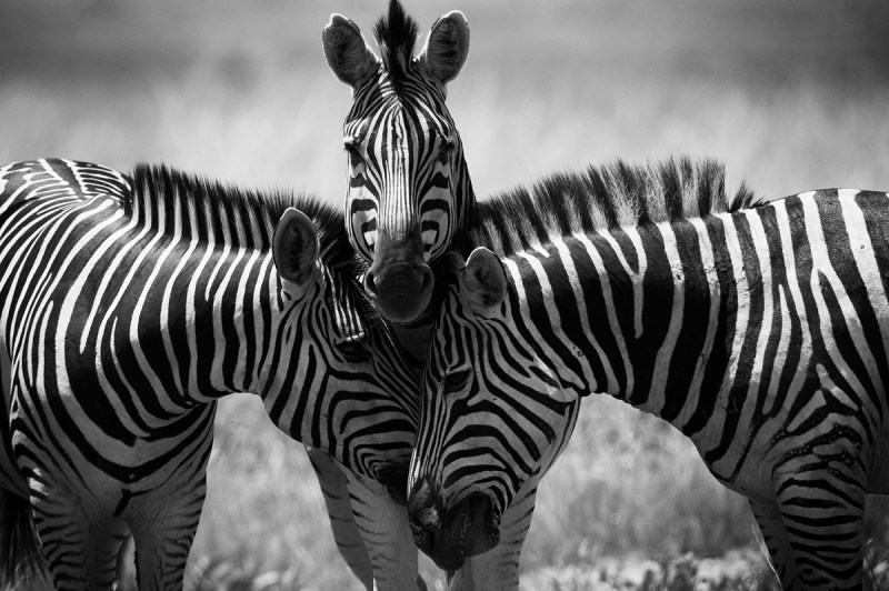 Zebras in Africa